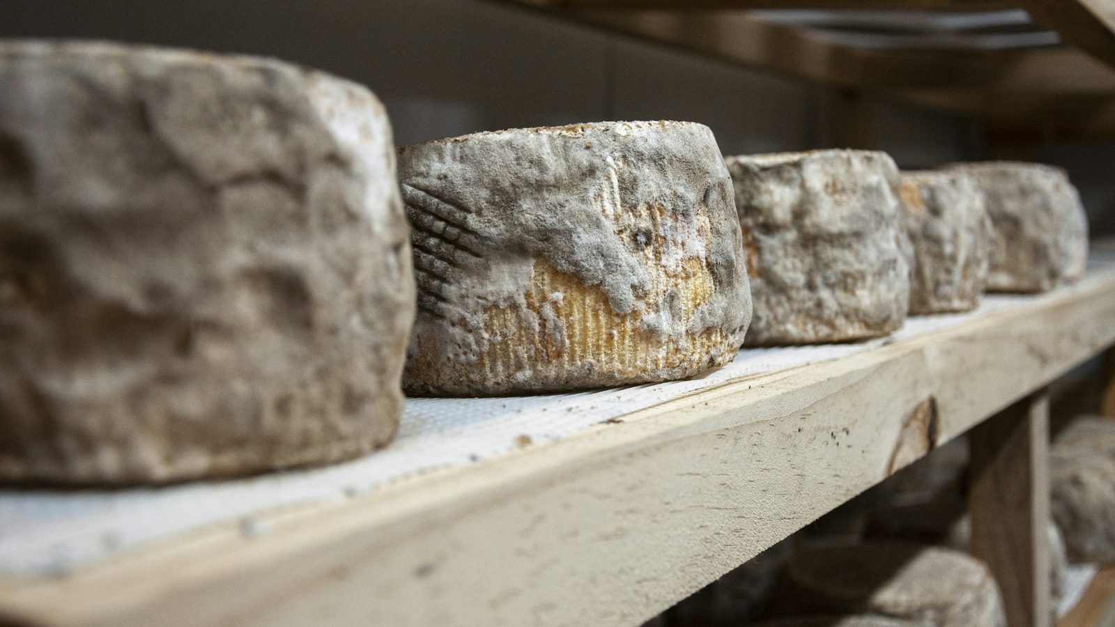 Traditional Gouda Cheese Cave Affineur