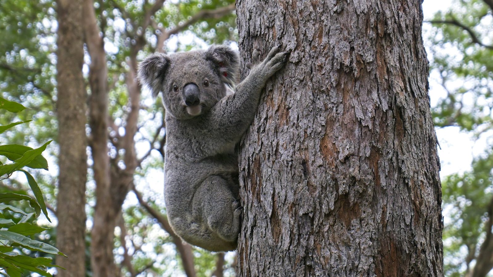Koala rehabilitation and release specialist