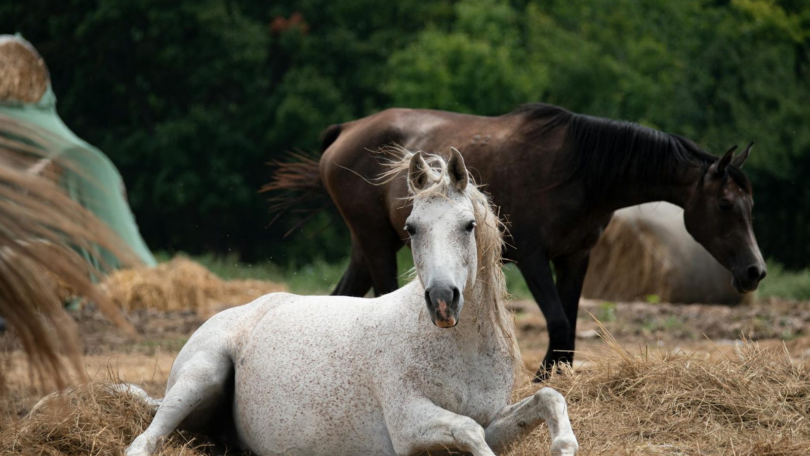 Lipizzaner classical horsemanship master