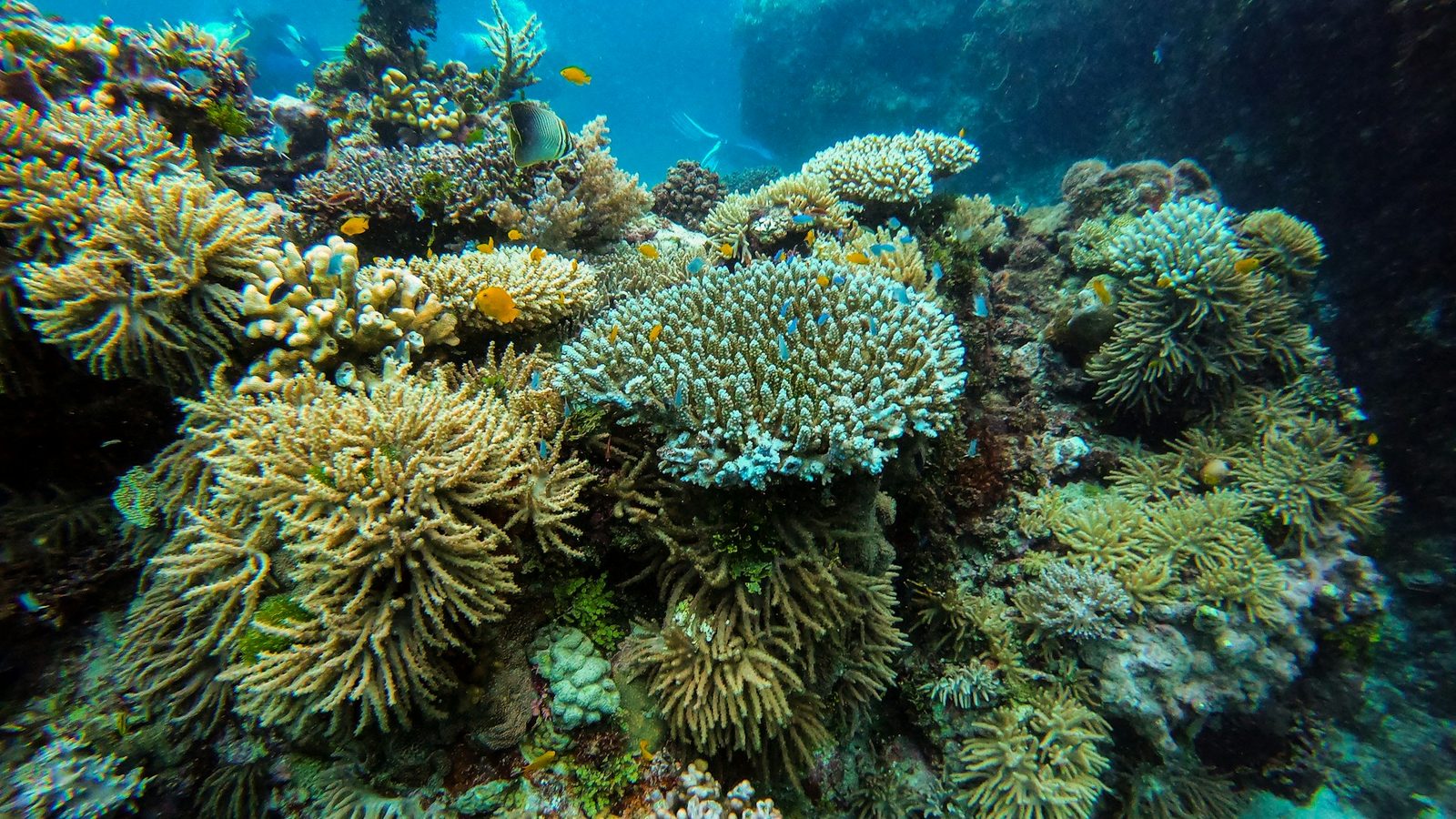 Reef Restoration Diver