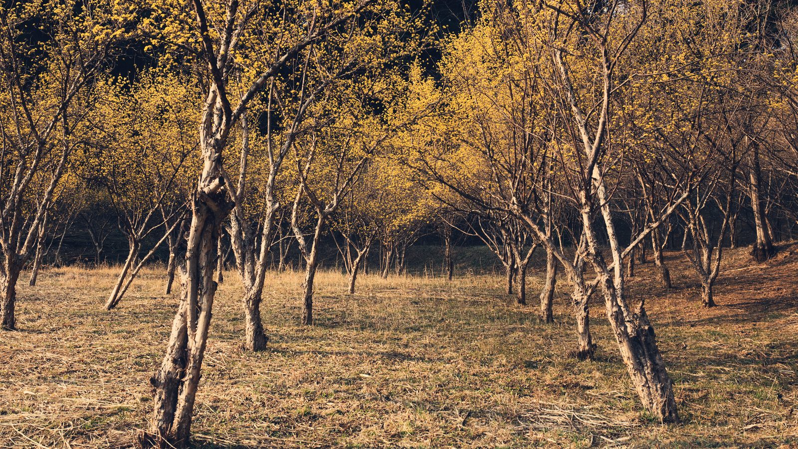 Truffle Orchard Cultivation Specialist