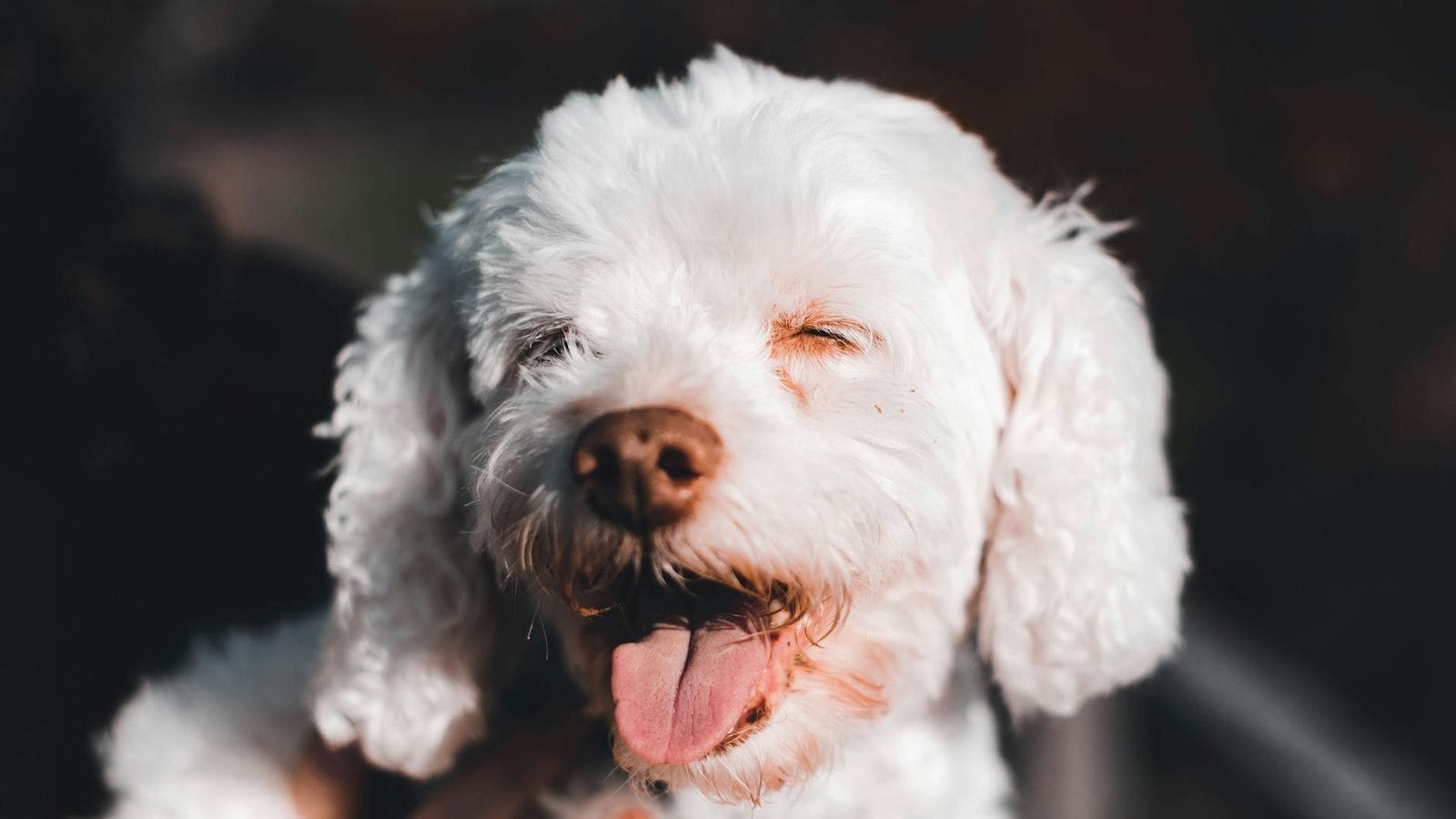 White truffle dog handler
